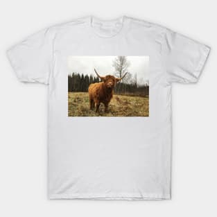 Scottish Highland Cattle Cow 2170 T-Shirt